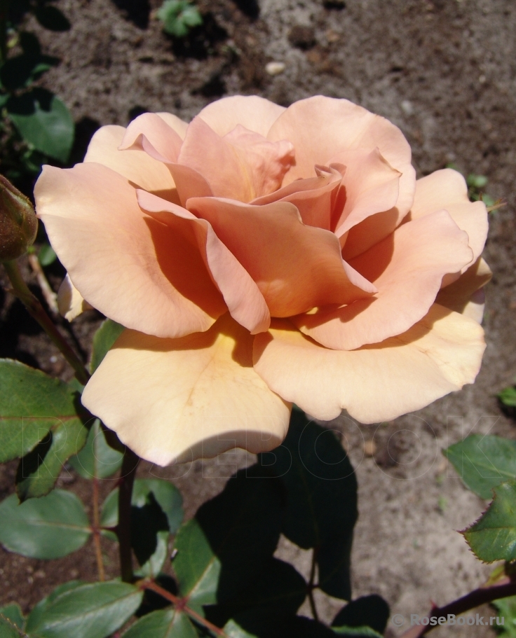 Julia's Rose