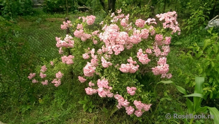 Heavenly Pink