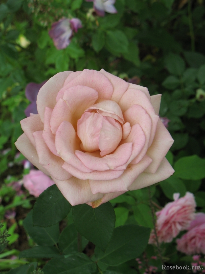 Julia's Rose