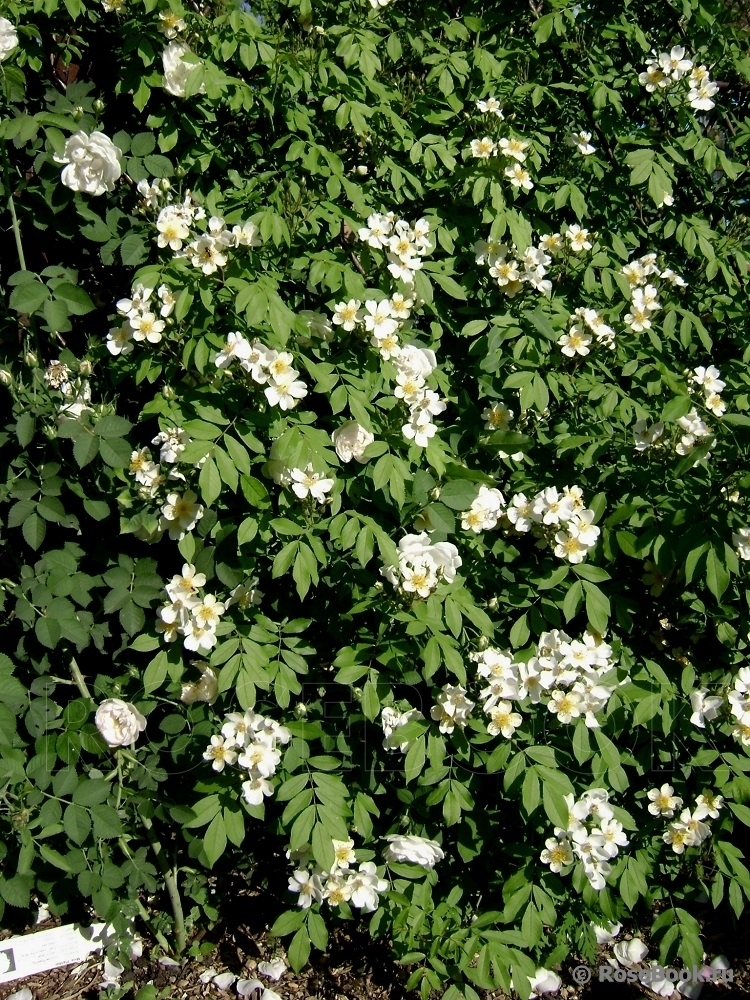 Himalayan musk rose