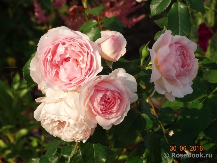 The Wedgwood Rose