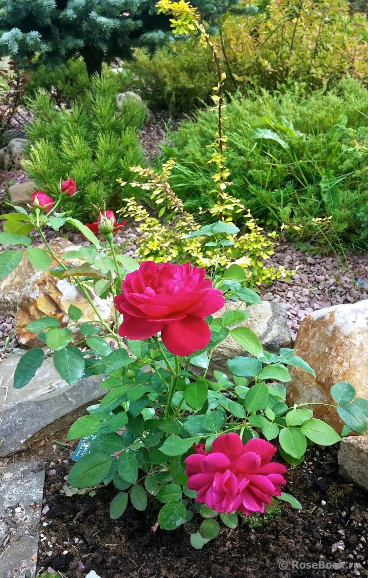 Darcey Bussell 