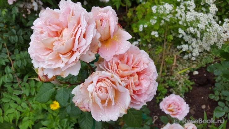 Abraham Darby