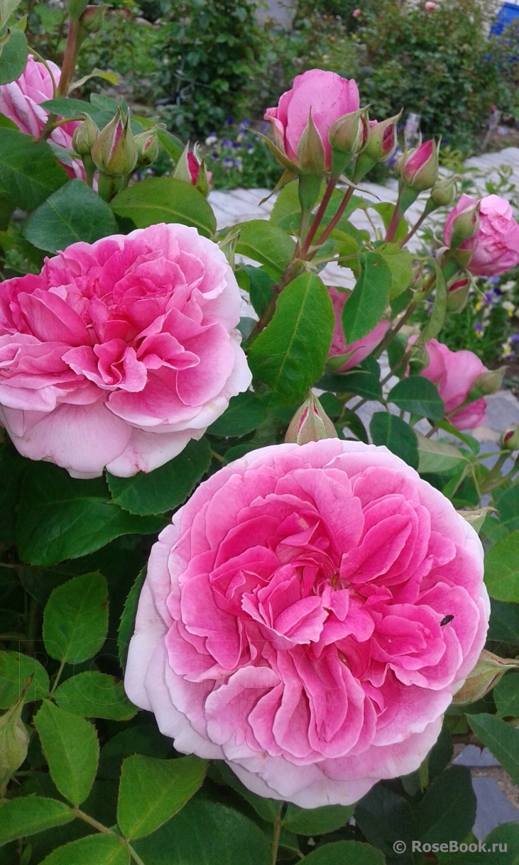 Gertrude Jekyll