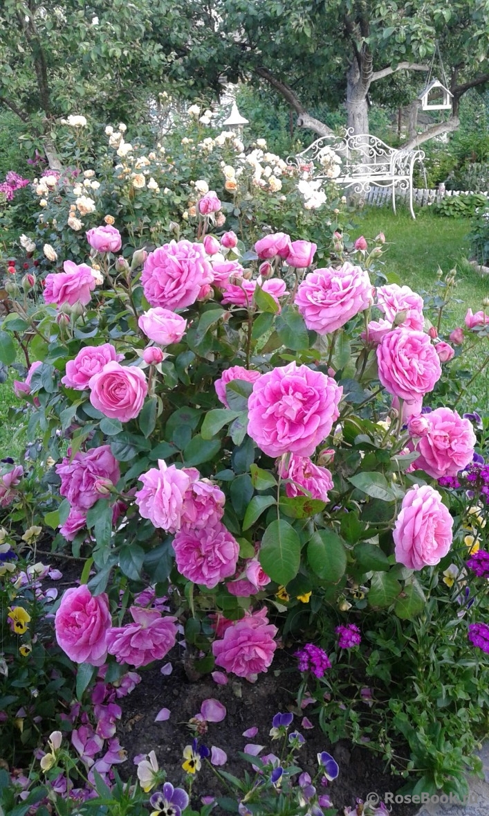 Gertrude Jekyll