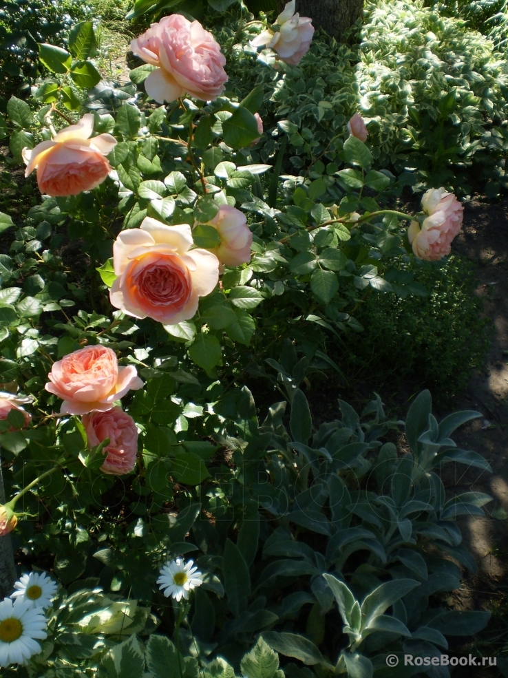 Abraham Darby