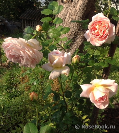 Abraham Darby