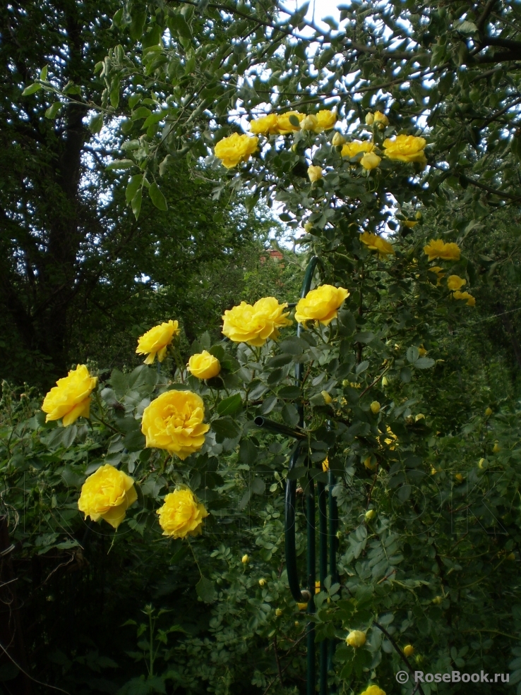 Persian Yellow