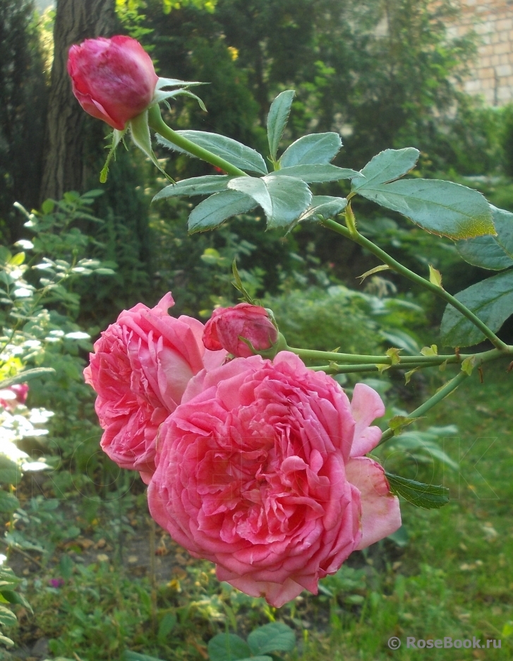 La Rose de Molinard ®