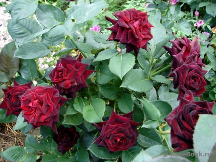 Black Baccara