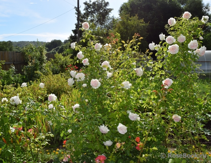 Mon Jardin et Ma Maison