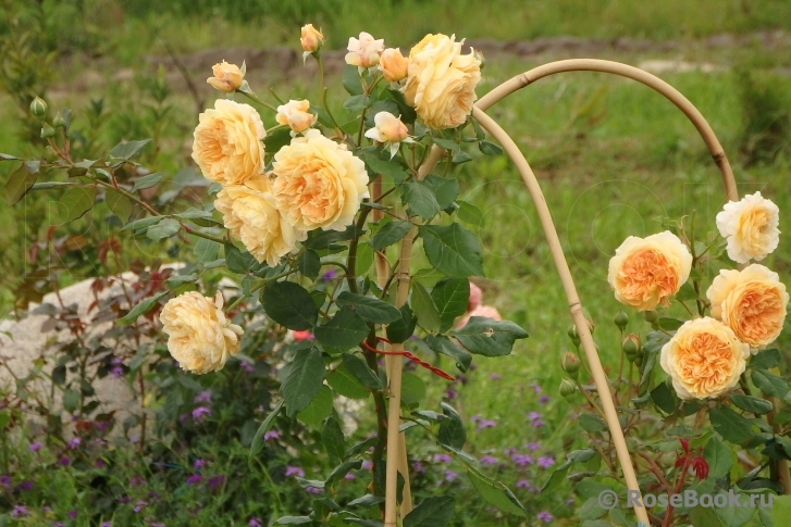 Crown Princess Margareta®