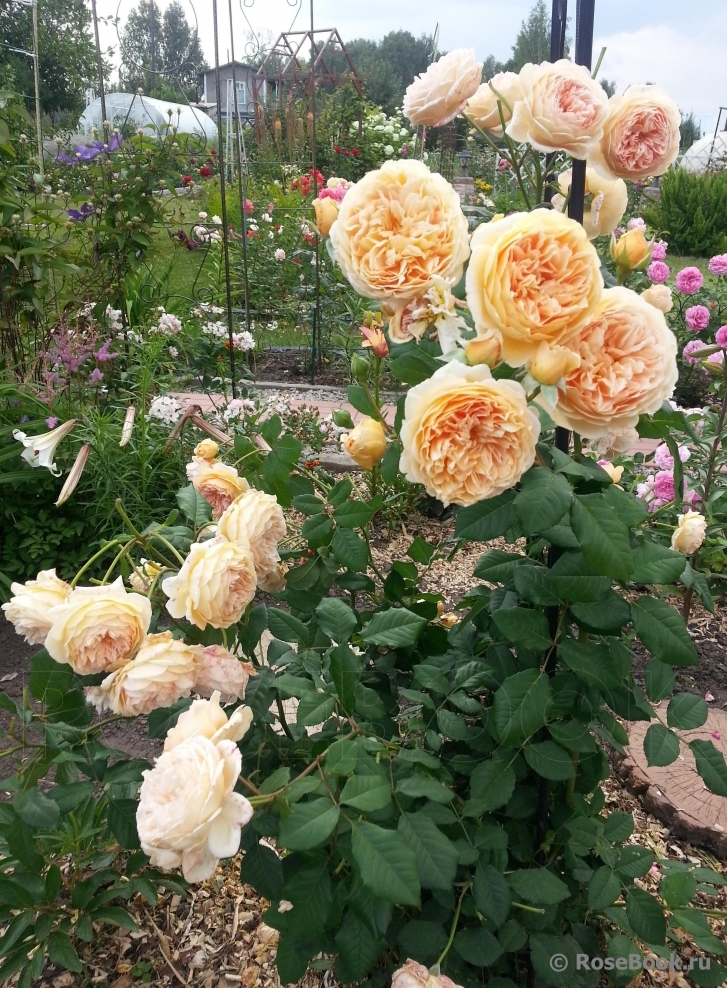 Crown Princess Margareta®