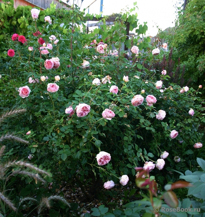 Abraham Darby