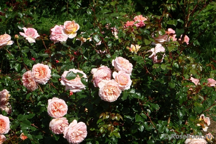 Abraham Darby