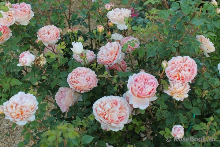 Abraham Darby