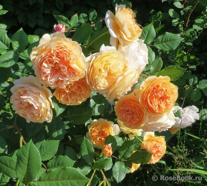 Crown Princess Margareta®