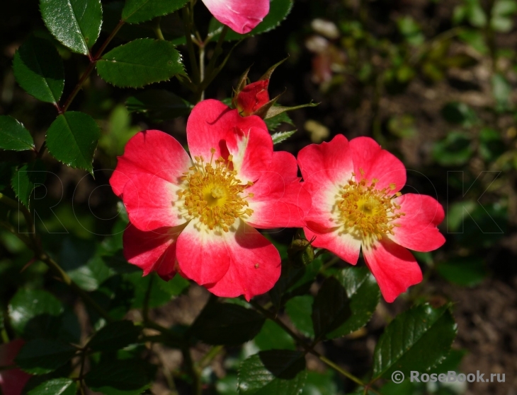 Bienenweide Apricot