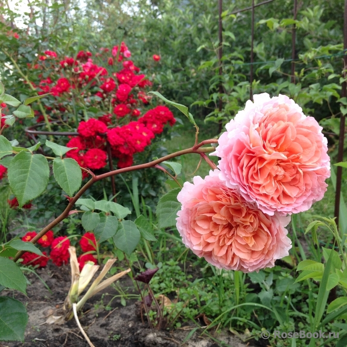 Abraham Darby