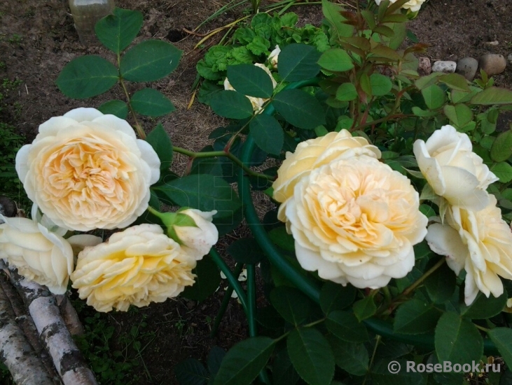 Crown Princess Margareta®