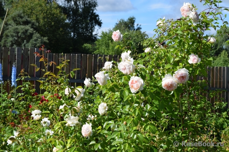 Mon Jardin et Ma Maison