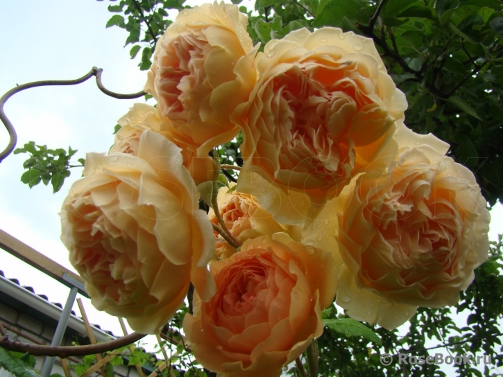 Crown Princess Margareta®