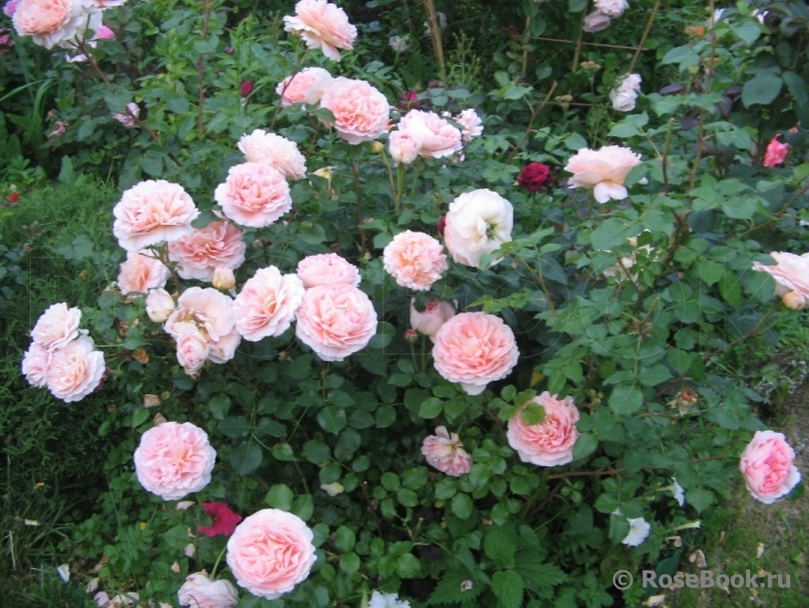 Abraham Darby