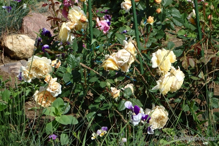 Crown Princess Margareta®