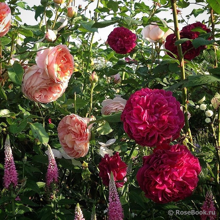 Abraham Darby