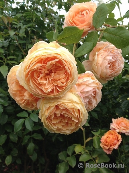 Crown Princess Margareta®