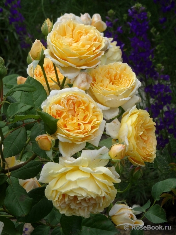 Crown Princess Margareta®