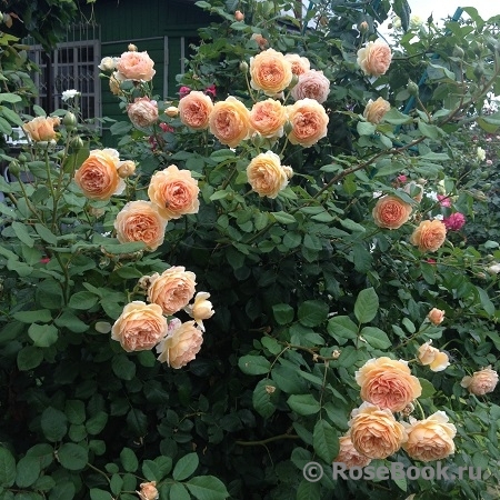 Crown Princess Margareta®