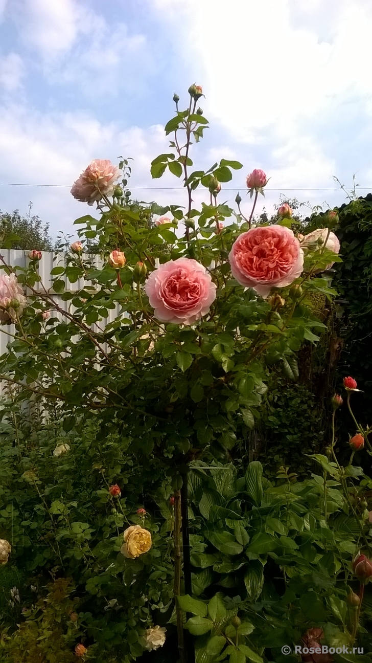 Abraham Darby