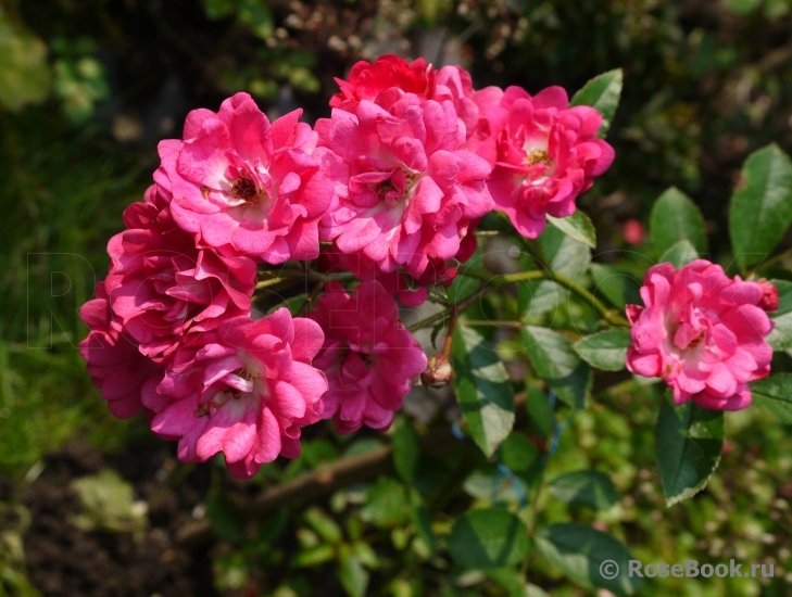 Orleans Rose