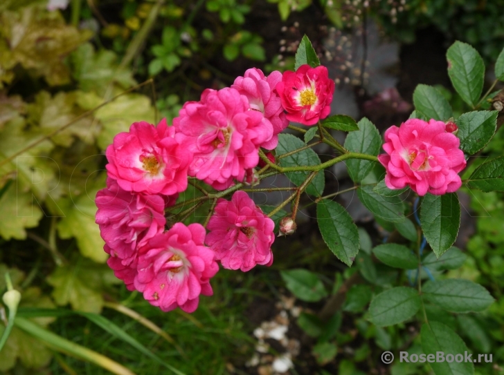 Orleans Rose