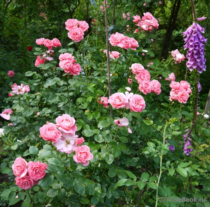 Mein schoner Garten