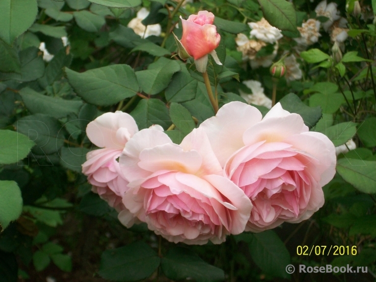 A Shropshire Lad