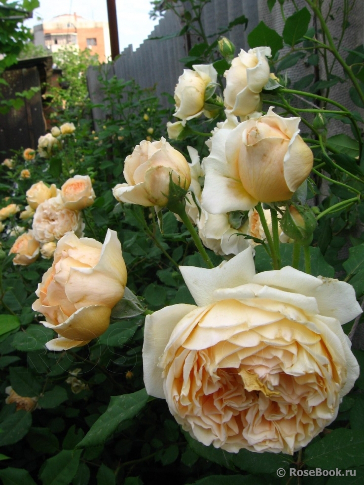 Crown Princess Margareta®