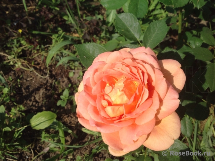 Lady of Shalott 