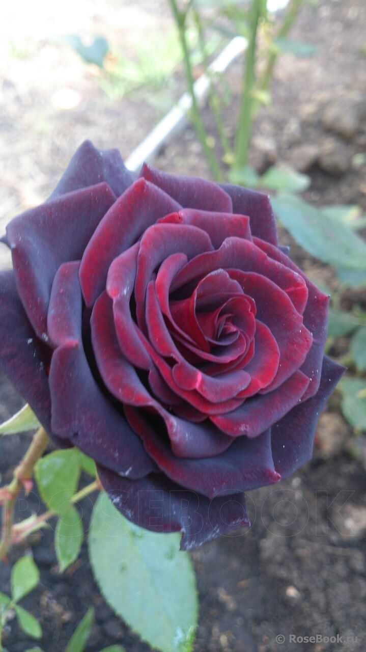 Black Baccara