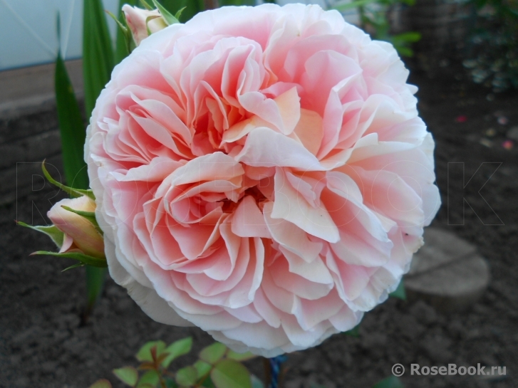 Abraham Darby