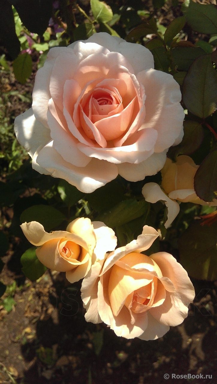 Jardins de Bagatelle 