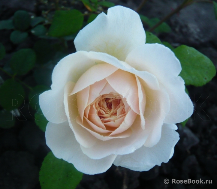 Crocus Rose® 