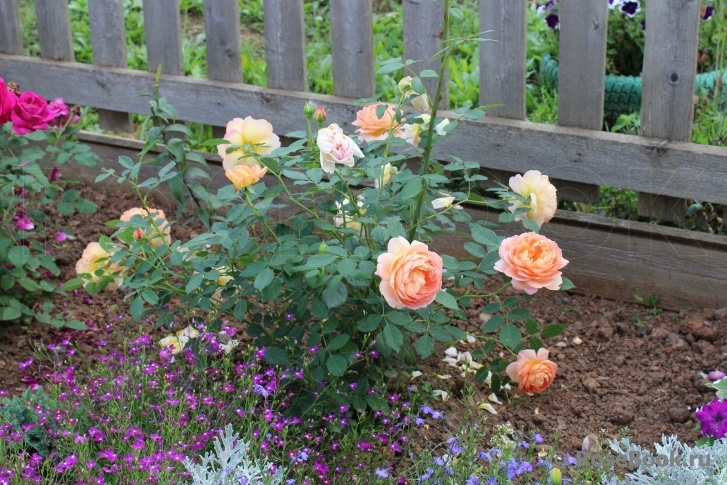 Lady of Shalott 