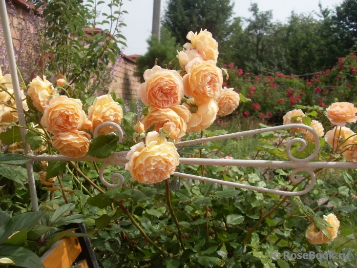 Crown Princess Margareta®