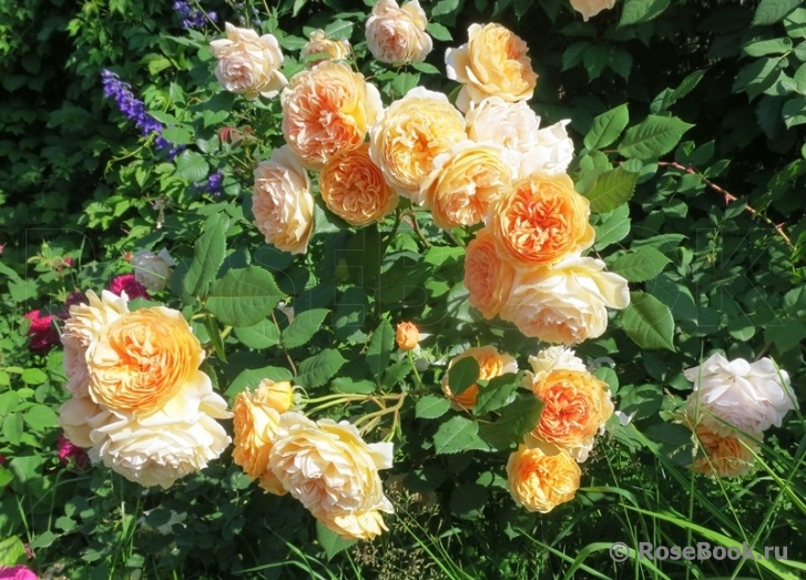 Crown Princess Margareta®