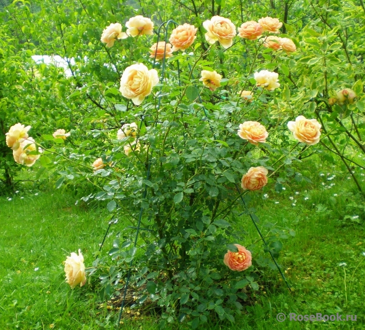 Lady of Shalott 