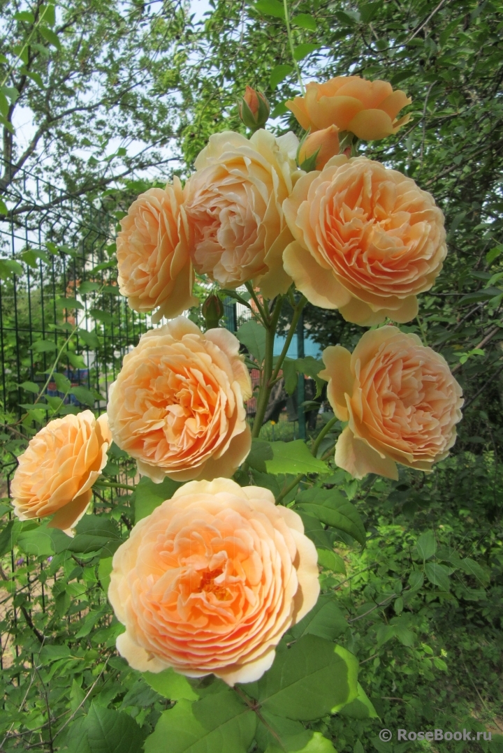 Crown Princess Margareta®