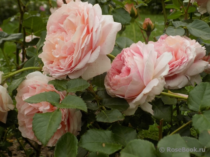 Abraham Darby