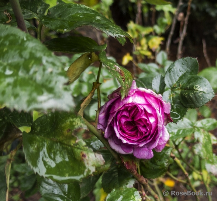 Parfum Flower Circus